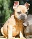 French Bulldog Puppies for sale in Escondido, CA, USA. price: $3,500