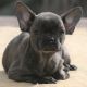 French Bulldog Puppies for sale in Escondido, CA, USA. price: $3,700