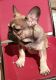 French Bulldog Puppies for sale in Clarksville, TN 37040, USA. price: NA