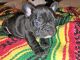 French Bulldog Puppies for sale in 6645 Jonel Way, Bonita, CA 91902, USA. price: NA
