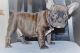 French Bulldog Puppies for sale in North Campus Research Complex Building 520, Ann Arbor, MI 48105, USA. price: $600