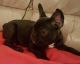 French Bulldog Puppies for sale in MD-355, Bethesda, MD, USA. price: $300