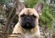 French Bulldog Puppies for sale in Park Rapids, MN 56470, USA. price: NA