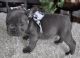 French Bulldog Puppies for sale in Bostwick Park Dr, Palatka, FL 32177, USA. price: NA