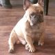 French Bulldog Puppies for sale in Concord, NC, USA. price: NA