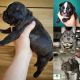 French Bulldog Puppies for sale in Mooresville, NC, USA. price: $3,000