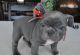 French Bulldog Puppies for sale in Austin St, Corpus Christi, TX, USA. price: NA