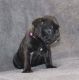 French Bulldog Puppies for sale in Greenville, MI 48838, USA. price: $1,300