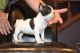 French Bulldog Puppies for sale in Milton, FL, USA. price: NA