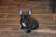 French Bulldog Puppies for sale in Milton, FL, USA. price: $2,300