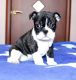 French Bulldog Puppies for sale in Lake Zurich, IL, USA. price: NA
