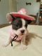 French Bulldog Puppies for sale in Boston, KY 40107, USA. price: NA