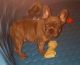 French Bulldog Puppies for sale in Redlands, CA 92373, USA. price: $4,000