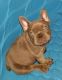 French Bulldog Puppies for sale in Redlands, CA 92373, USA. price: $10,000