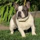 French Bulldog Puppies for sale in Downey, CA 90242, USA. price: $2,000