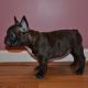 French Bulldog Puppies for sale in Decatur, GA 30030, USA. price: NA