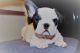 French Bulldog Puppies for sale in Lakeland, FL, USA. price: $500