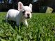 French Bulldog Puppies for sale in League City, TX, USA. price: $2,500