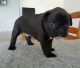 French Bulldog Puppies for sale in Overland Park, KS, USA. price: NA