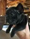 French Bulldog Puppies for sale in Carrollton, TX, USA. price: NA