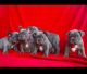 French Bulldog Puppies for sale in Wa Tau Ga Ave NE, Tacoma, WA 98422, USA. price: $350