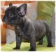 French Bulldog Puppies for sale in Daytona Beach, FL 32118, USA. price: NA