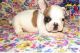 French Bulldog Puppies for sale in Lawrence, KS, USA. price: NA