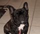 French Bulldog Puppies for sale in Tomball, TX, USA. price: NA