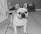 French Bulldog Puppies for sale in Tomball, TX, USA. price: $1,000