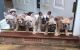 French Bulldog Puppies for sale in United States Ave, Lindenwold, NJ 08021, USA. price: $1,200