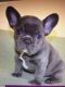 French Bulldog Puppies for sale in Tuscaloosa, AL 35401, USA. price: NA