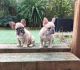 French Bulldog Puppies for sale in Virginia Rd, Arcadia, CA 91006, USA. price: NA