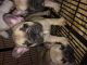 French Bulldog Puppies for sale in Villa Park, IL 60181, USA. price: NA