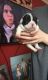 French Bulldog Puppies for sale in AZ-89A, Cottonwood, AZ 86326, USA. price: $500