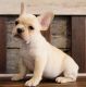 French Bulldog Puppies for sale in Madison, WI, USA. price: NA