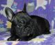 French Bulldog Puppies for sale in Montgomery, AL, USA. price: NA