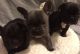 French Bulldog Puppies for sale in Sacramento, CA 94297, USA. price: NA