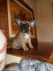 French Bulldog Puppies for sale in Gaithersburg, MD, USA. price: $3,500