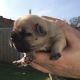 French Bulldog Puppies for sale in Pipestone, MN 56164, USA. price: NA