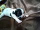 French Bulldog Puppies for sale in Jacksonville, FL 32254, USA. price: NA