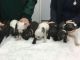French Bulldog Puppies for sale in Boston, MA 02114, USA. price: $450