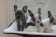 French Bulldog Puppies for sale in Arkansas County, AR, USA. price: NA