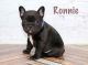 French Bulldog Puppies for sale in AZ-87, Coolidge, AZ 85128, USA. price: $1,400