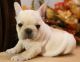 French Bulldog Puppies for sale in CA-111, Niland, CA 92257, USA. price: NA