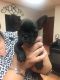 French Bulldog Puppies for sale in St Cloud, FL, USA. price: NA
