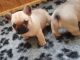 French Bulldog Puppies for sale in Dublin, OH, USA. price: $500