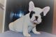 French Bulldog Puppies for sale in Laredo, TX, USA. price: NA