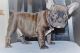 French Bulldog Puppies for sale in Snoqualmie, WA, USA. price: NA