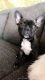 French Bulldog Puppies for sale in Boulder, CO, USA. price: NA