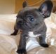 French Bulldog Puppies for sale in Walnut, CA, USA. price: NA